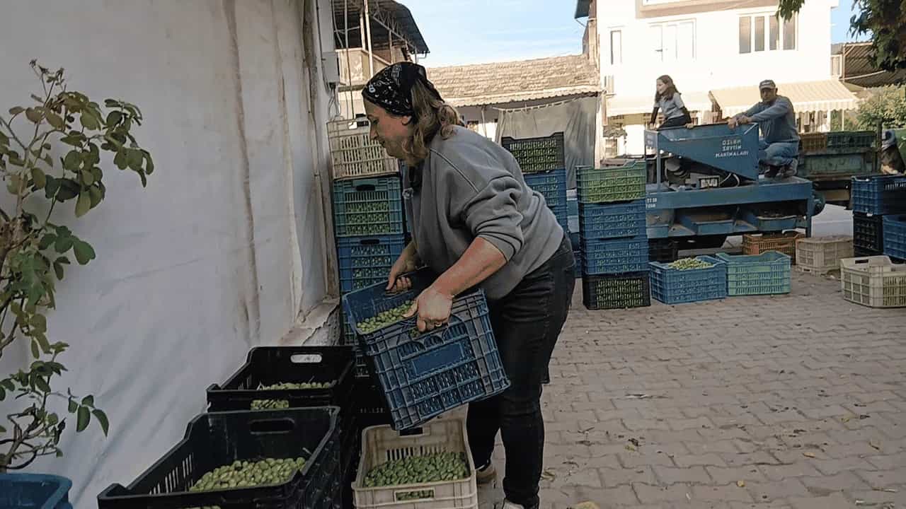 Aydın’da zeytin fiyatları üreticiyi zorluyor: Köylü biterse herkes biter
