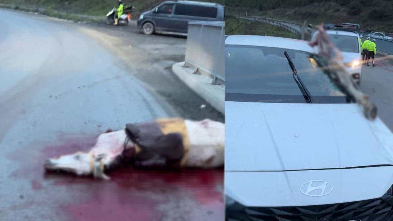 Korkunç kaza! Atın kopan bacağı otomobile saplandı