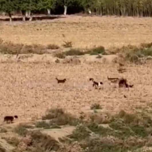 Ankara'da 15 sahipsiz köpek bir koyuna saldırdı: Vatandaşın müdahalesiyle kurtarıldı